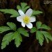 Wood Anemone 100407
